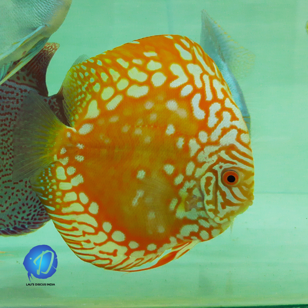 Lau's Discus India | Coimbatore
