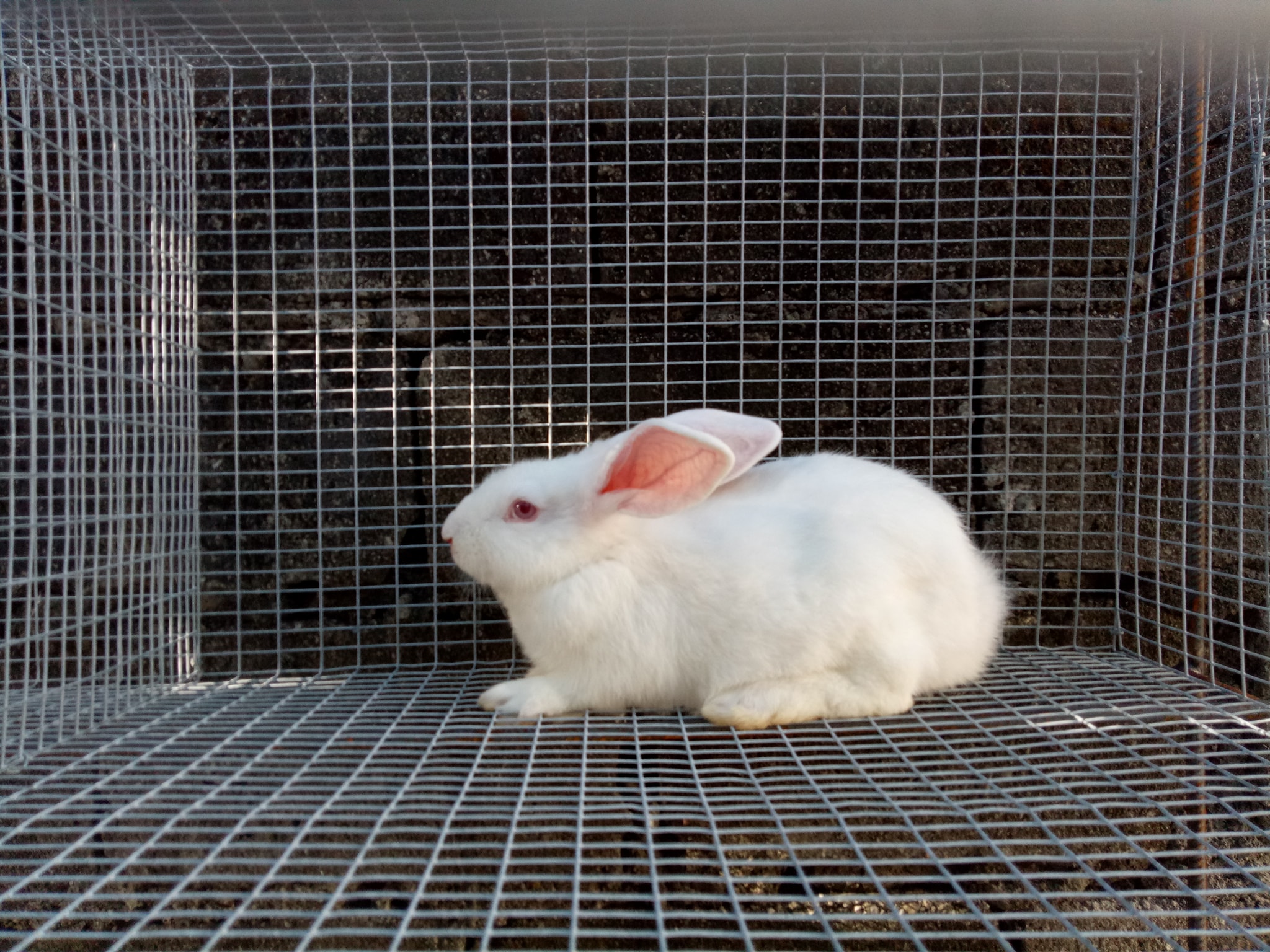 BULACAN AND MANILA RABBIT BREEDERS | Facebook
