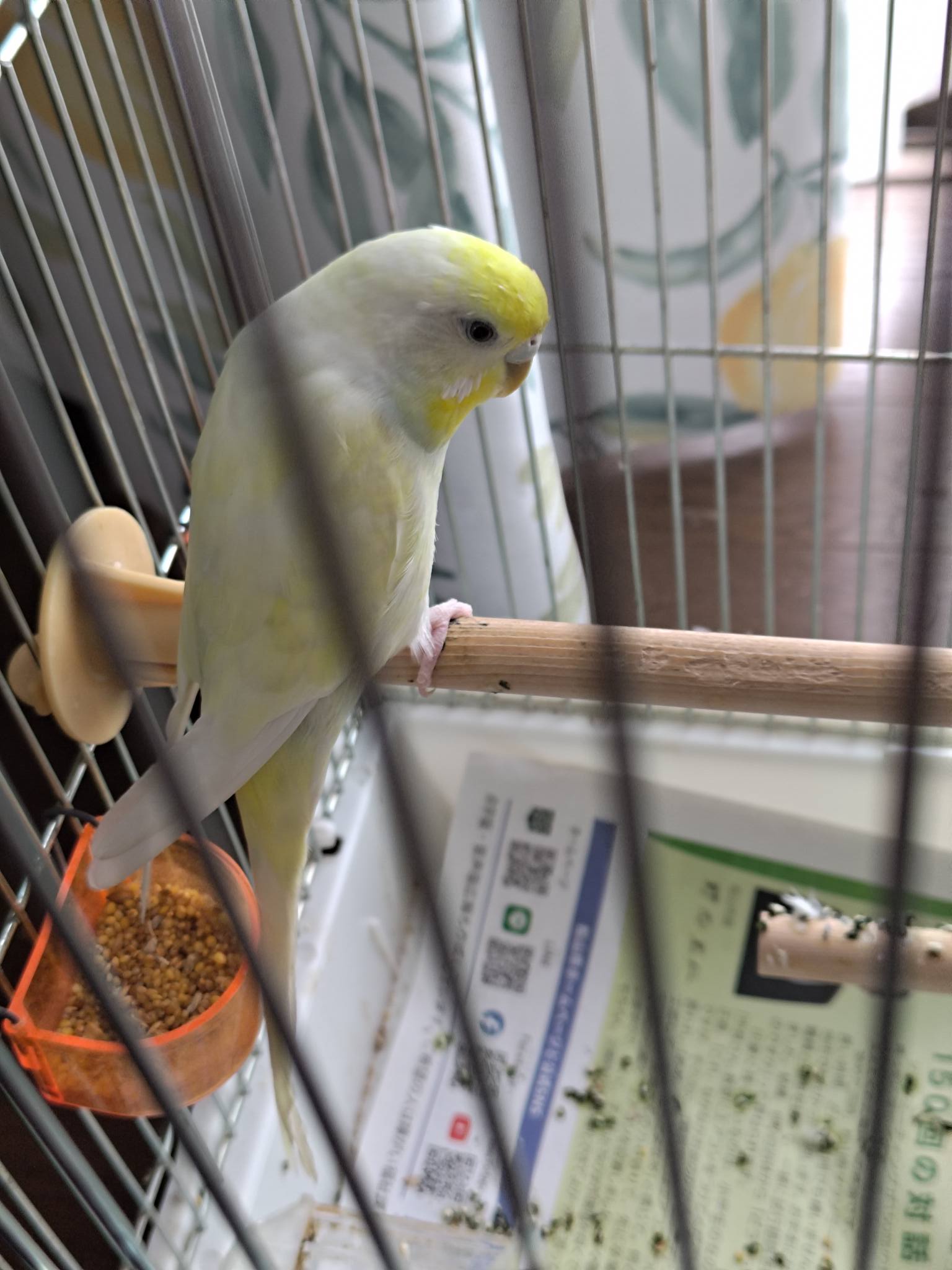 インコが大好き | Facebook