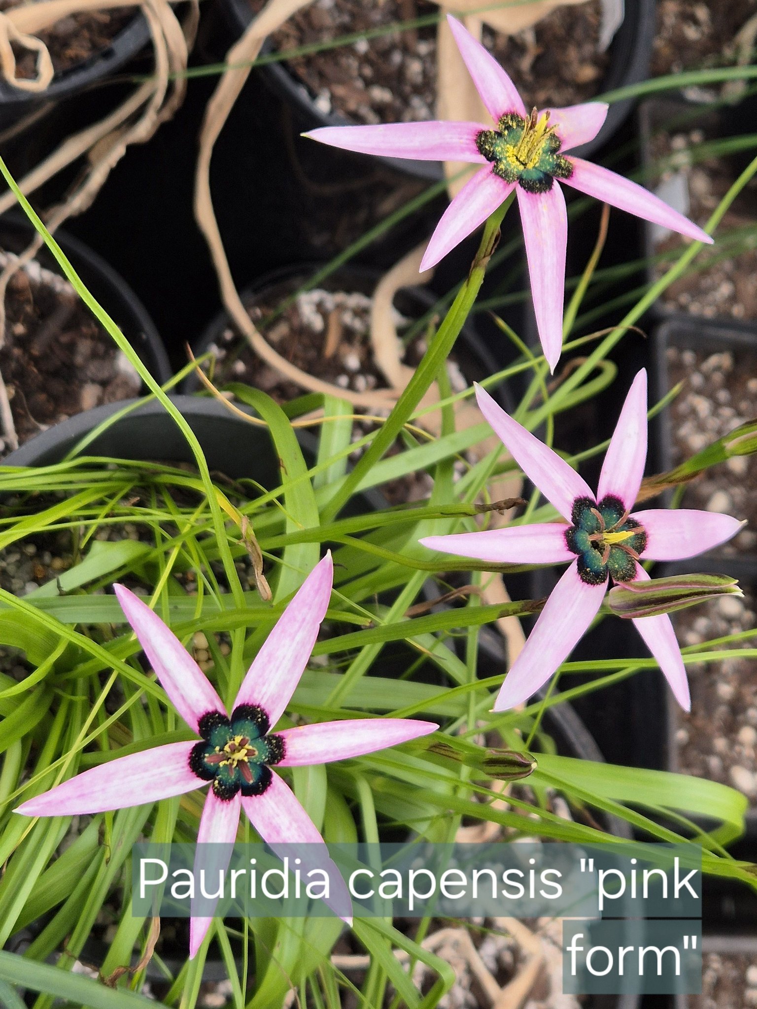 Rare Pauridia species like capensis and scullyi