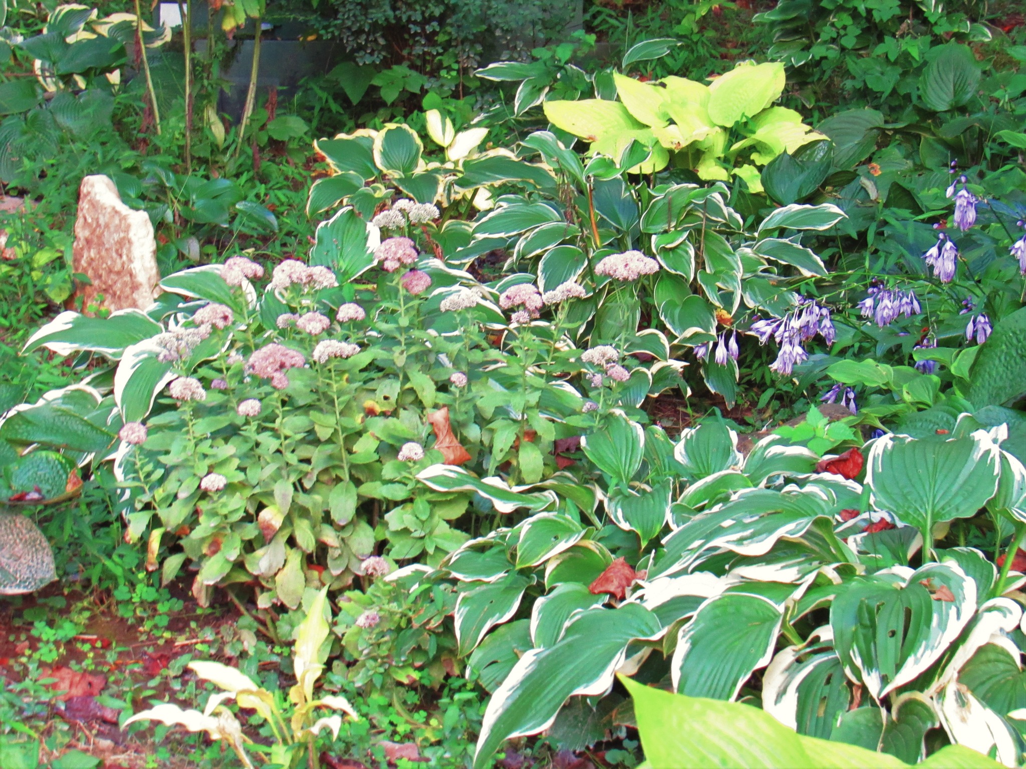 What non-invasive flowering vines thrive in Southern Oklahoma?