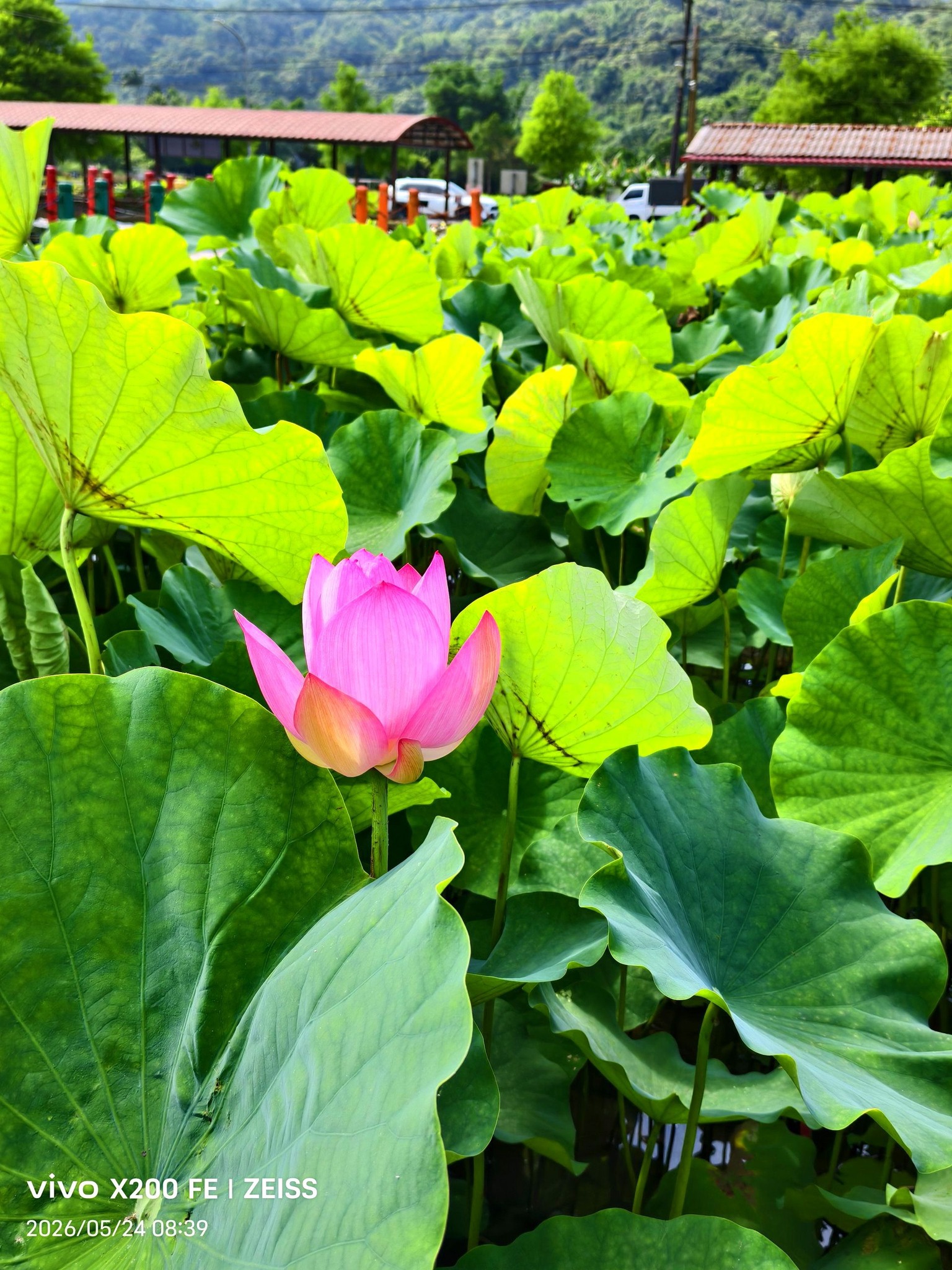 旅途路上，在雙溪荷花園拍“荷花”(⁠◍⁠•⁠ᴗ⁠•⁠◍⁠)