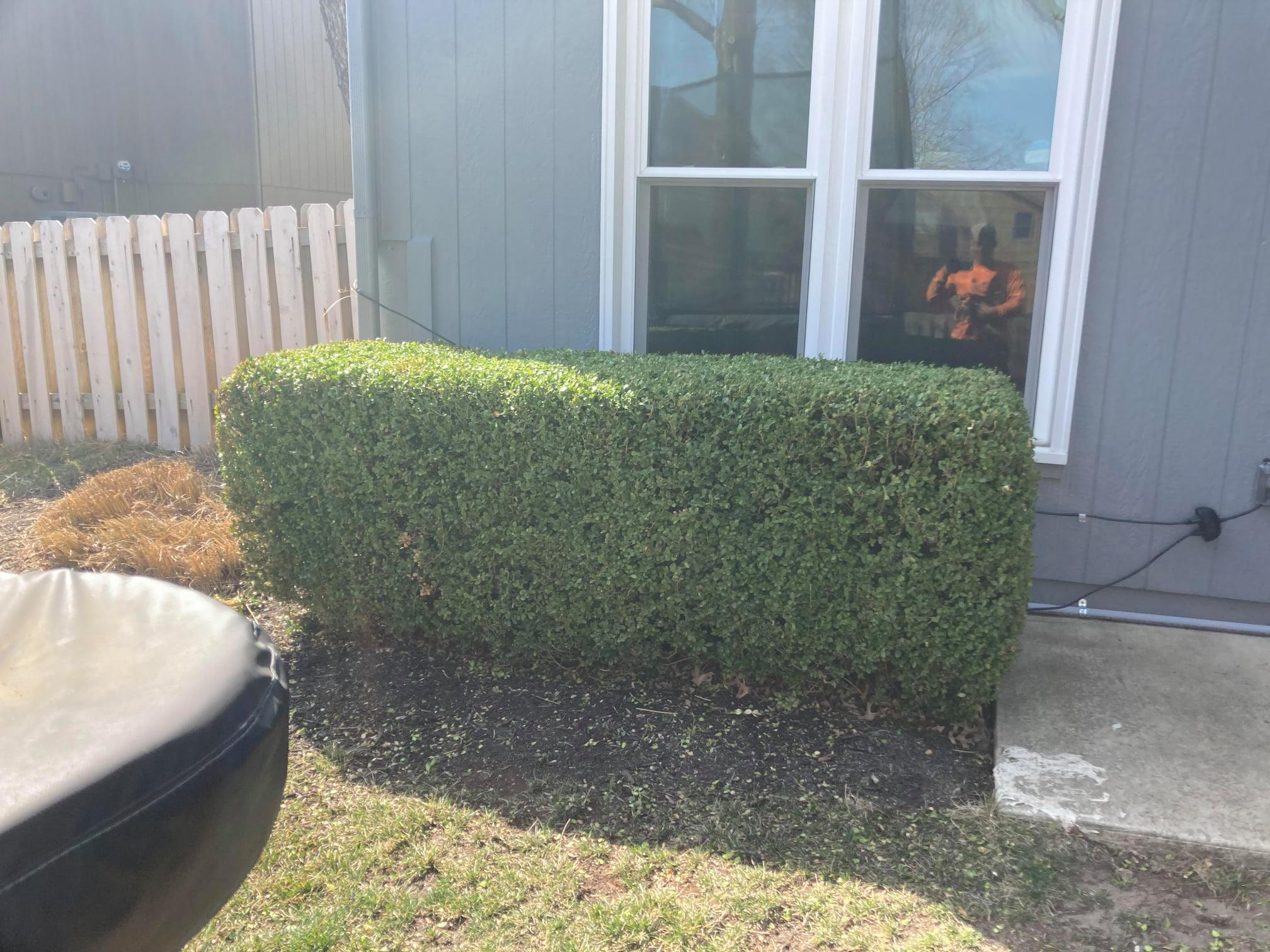 Royal Tree Service kc | Lees Summit MO