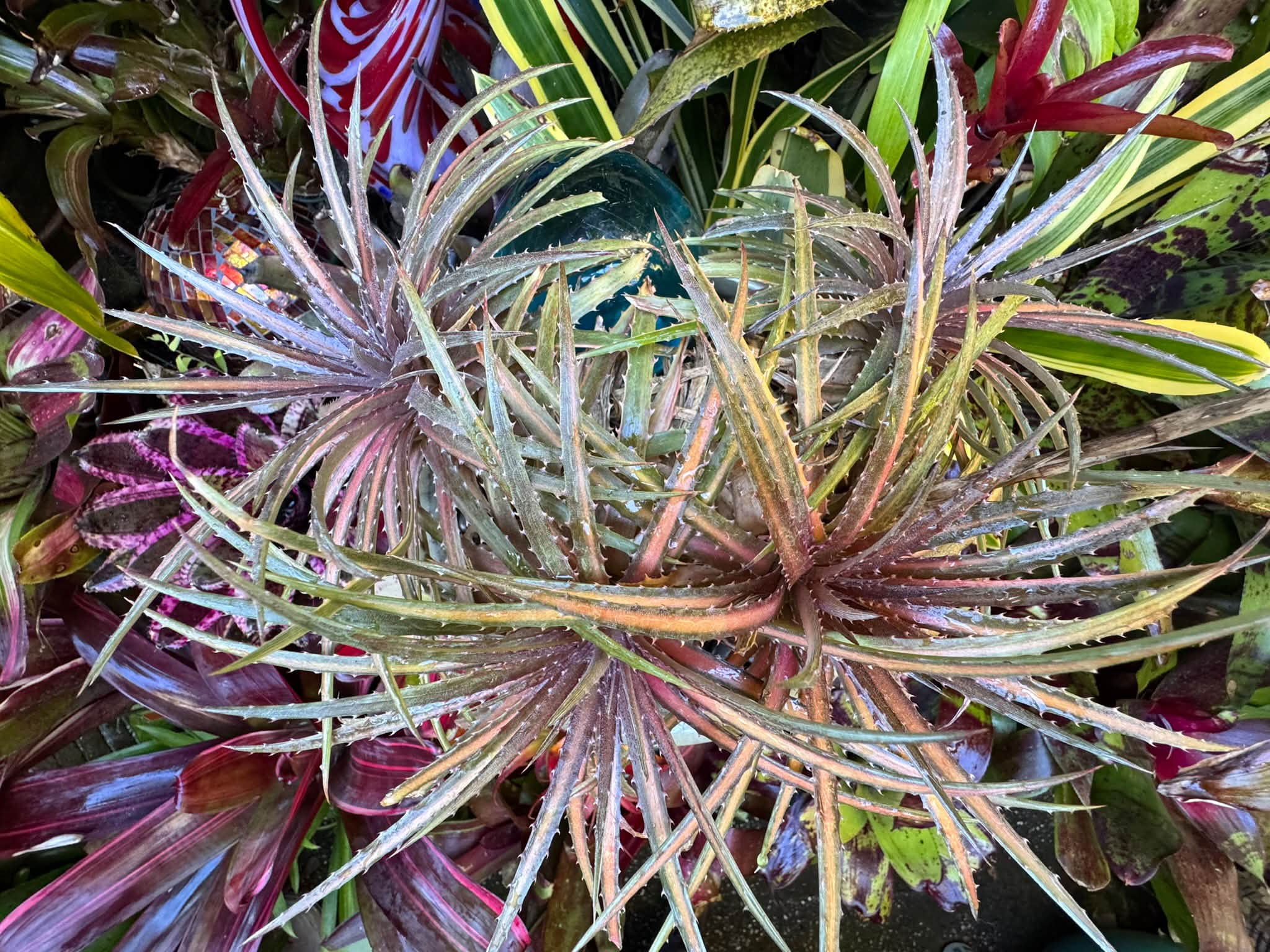 Dyckia dawsonii in my bromeliad collection