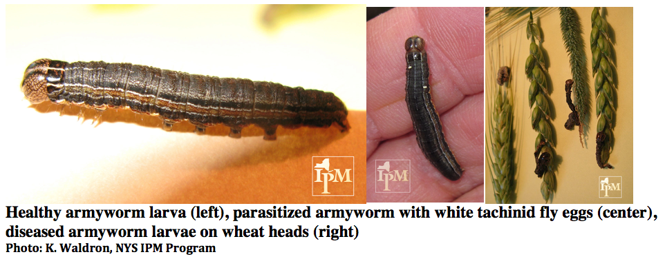 The importance of pest identification... - Cornell Turfgrass