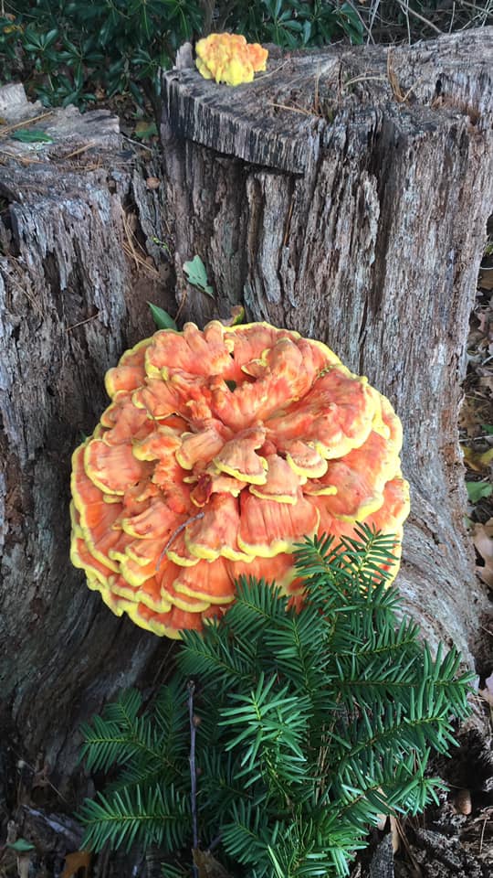 I turned the hen of the wood I found into mushroom risotto, it’s ...