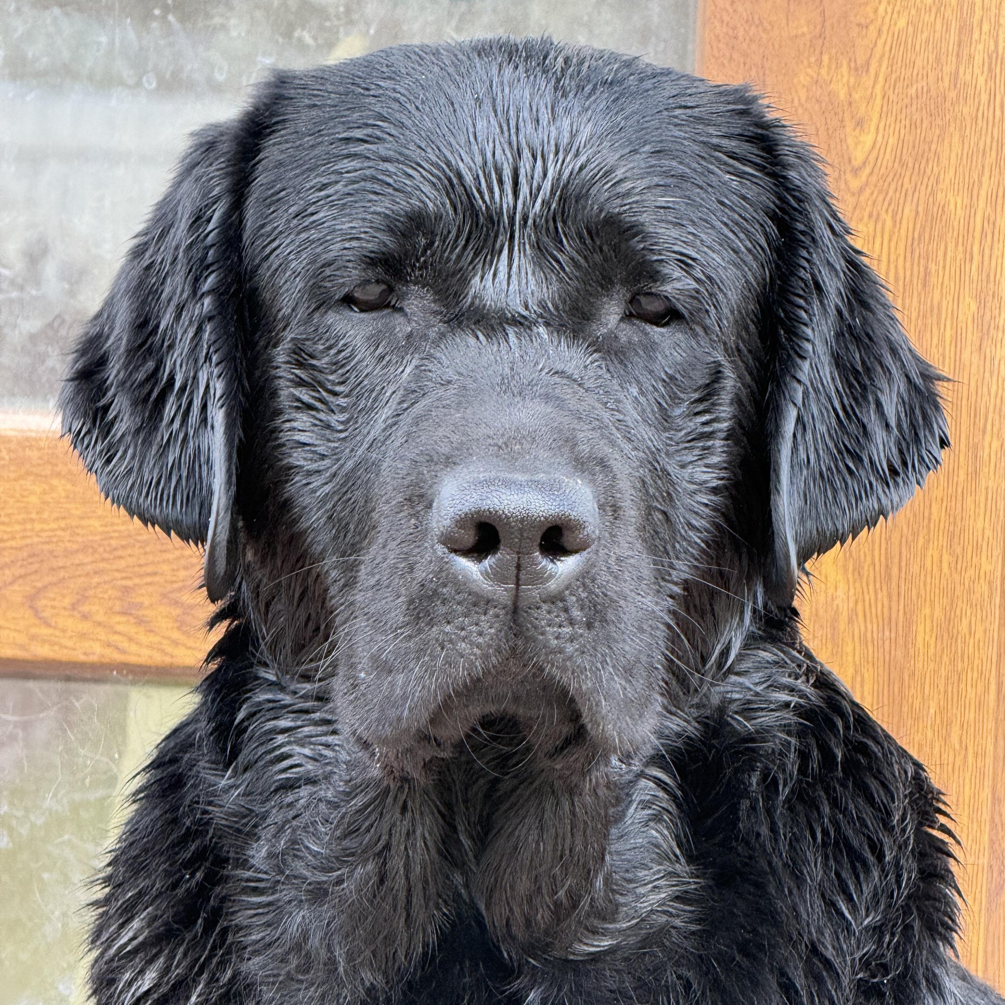 Our most beloved puppies! ️Labrador puppies kennel Black&Chocolate D.B ...