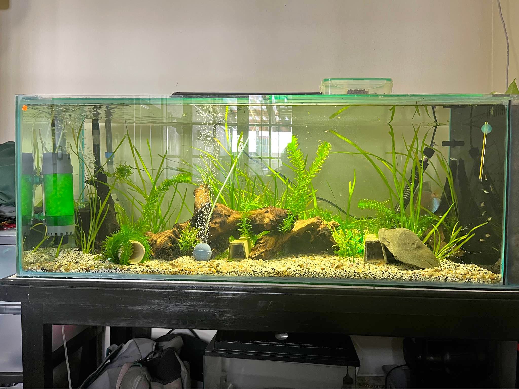 fish tank accessories cape town Frutiger Aero Lamp - Tropical Lamps Aquarium A tropical fish tank lamp perfect for your room decor Our Frutiger Aero Lamp is a great addition to any room needing a touch of aquatic charm Fish Supplies for sale in