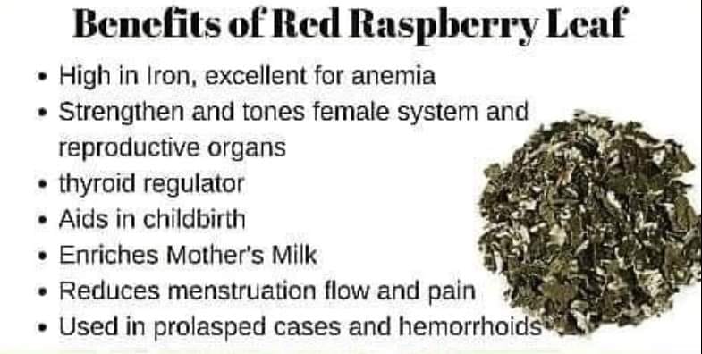 Today's herb highlight is 