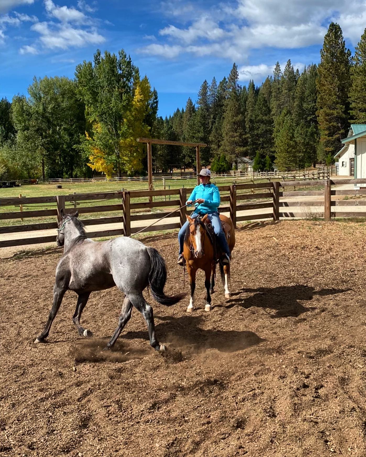 Ladybug’s first time helping... - Willow Creek Ranch Horses