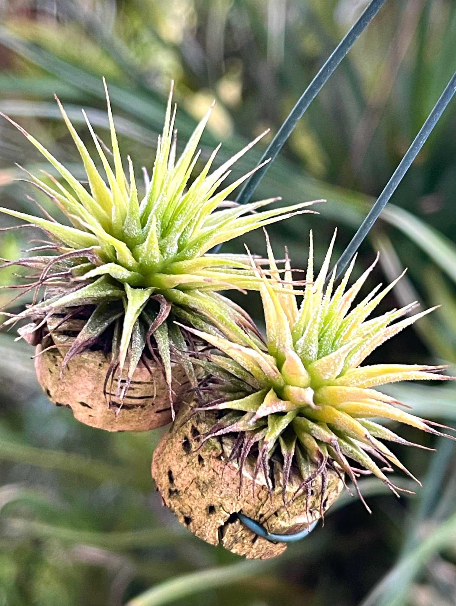Tillandsia ionantha 'Apretado RFI' Tillandsia Apretado RFI