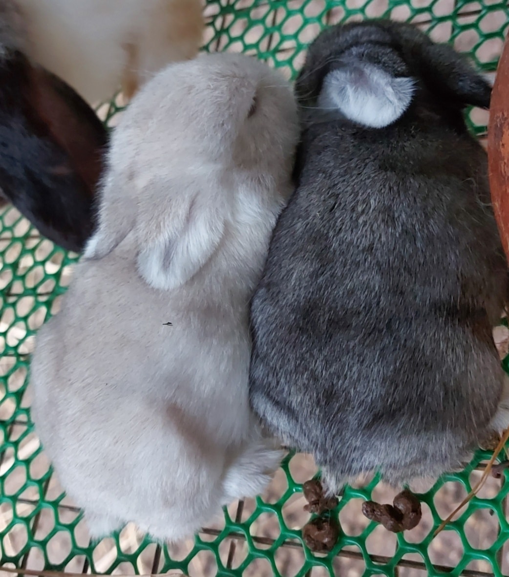 🐇🐇HL... - SP กระต่ายหลังบ้าน ระยอง