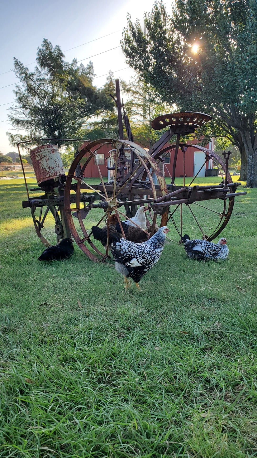 The Roost Farm Co. | Prosper TX