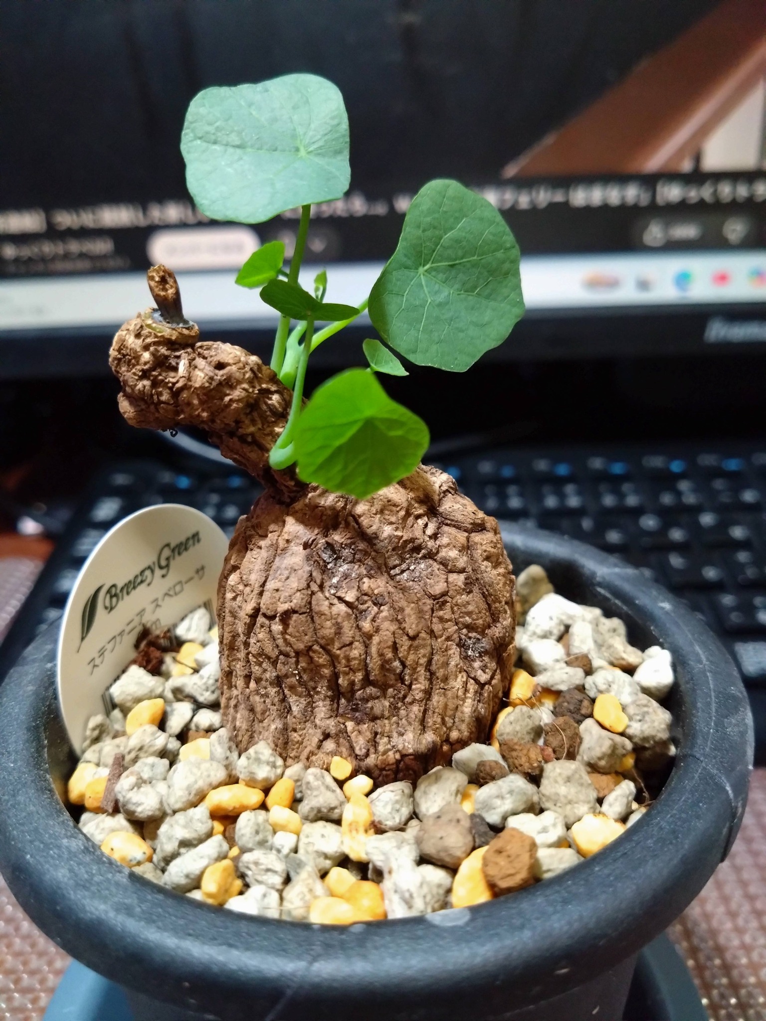 🌿P.hillii Bahia 
