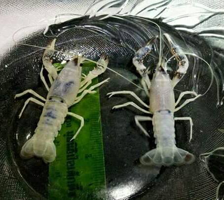 Smile Crayfish