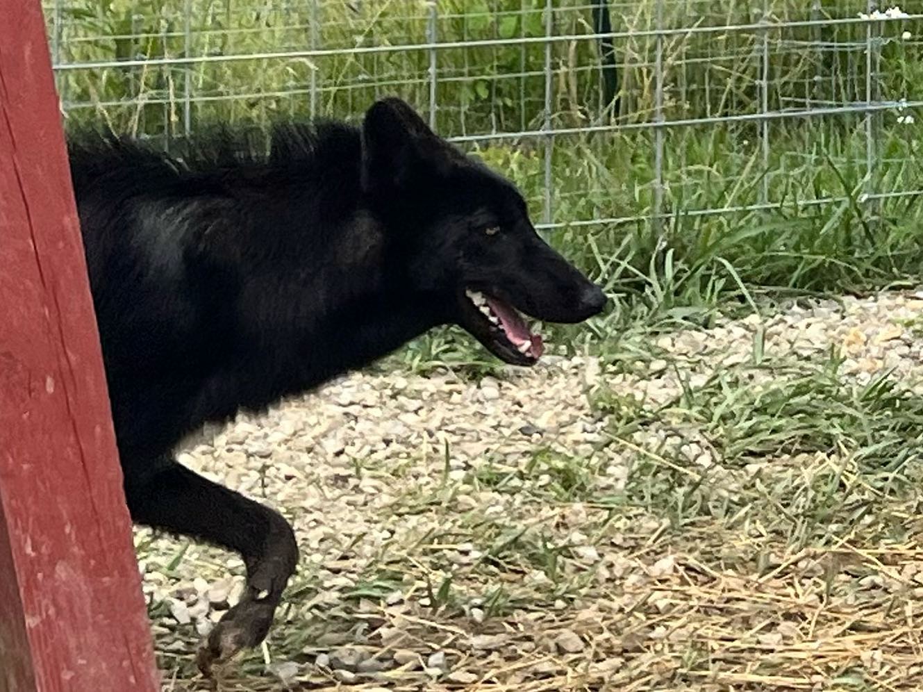 ‼️... - Red Riding Hood Rescue Project - a wolfdog rescue | Facebook