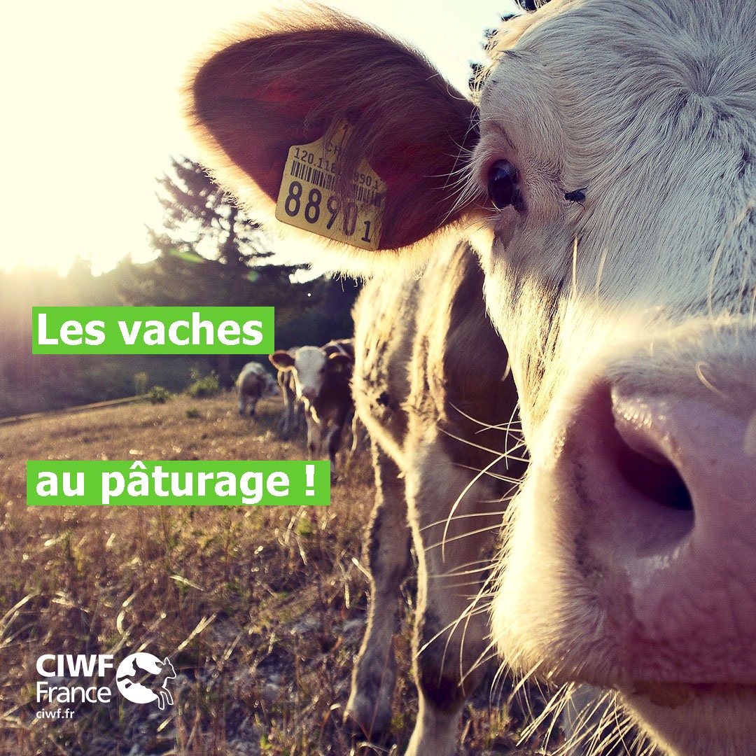 CIWF France - C'est sur ce principe simple que CIWF France... | Facebook