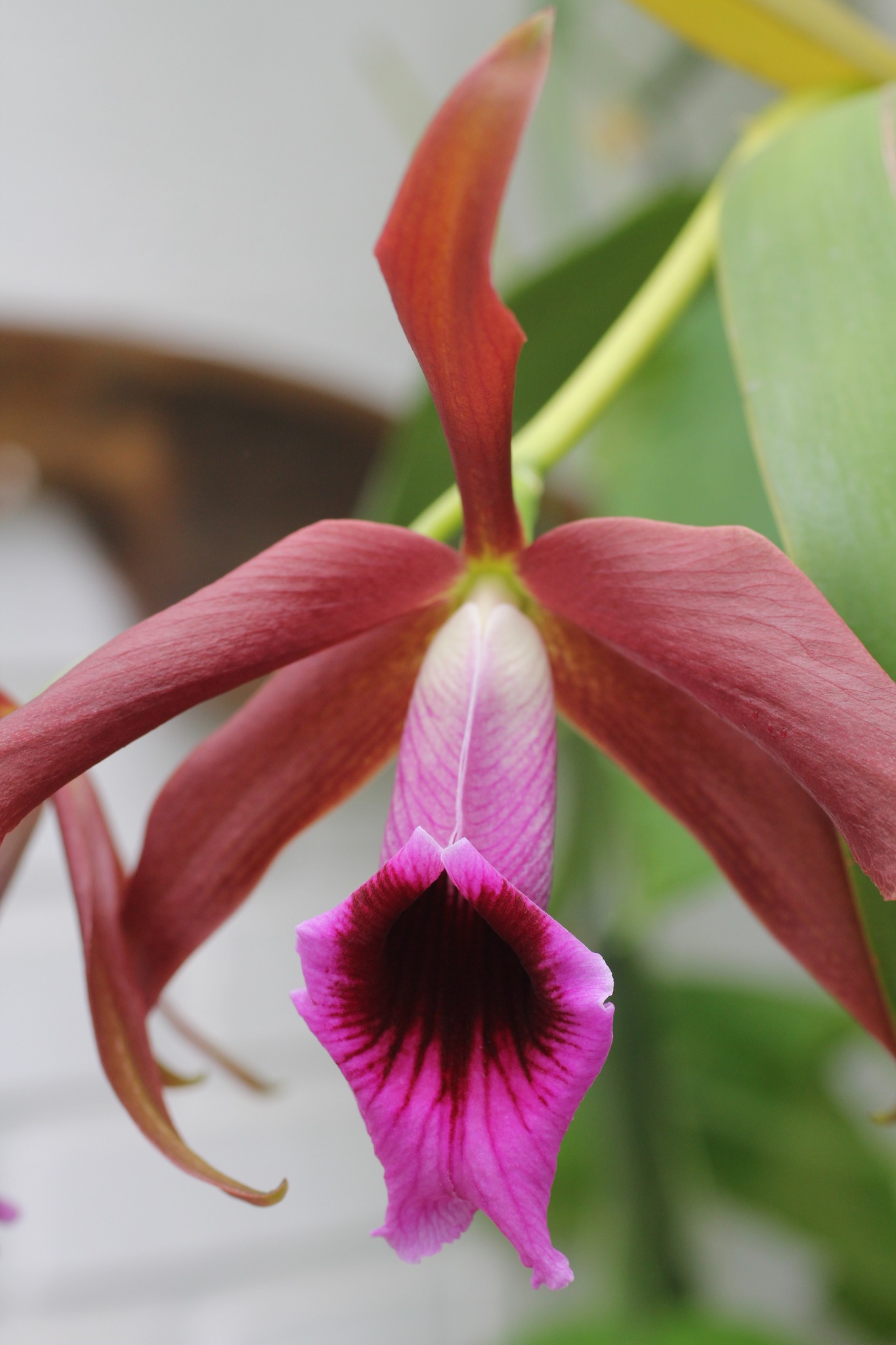 Laelia Zip, five-inch flowers on a tall stem. This is a primary