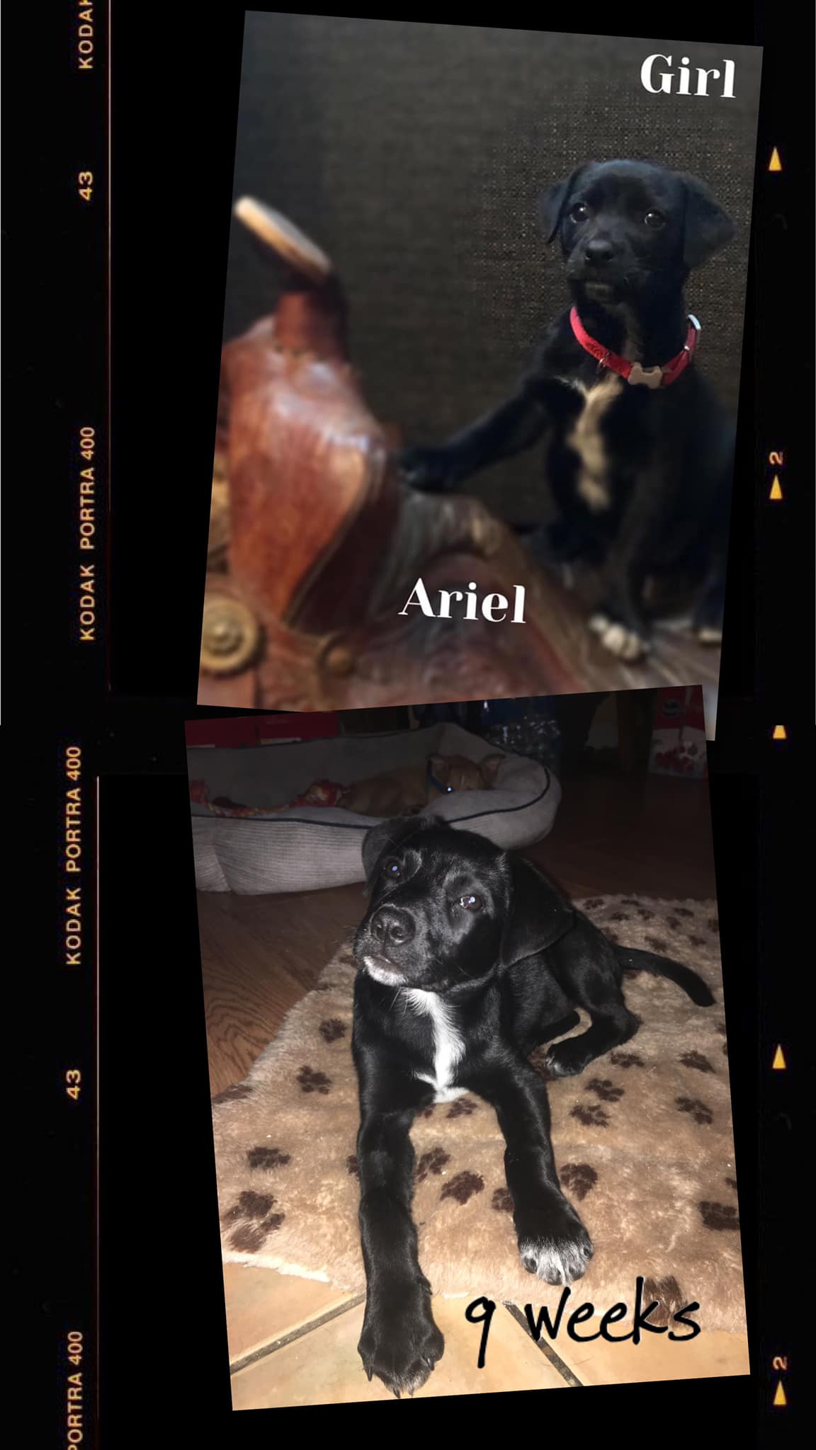 Adopt baby Ariel, 9-week-old Rottweiler mix in West Palm Beach