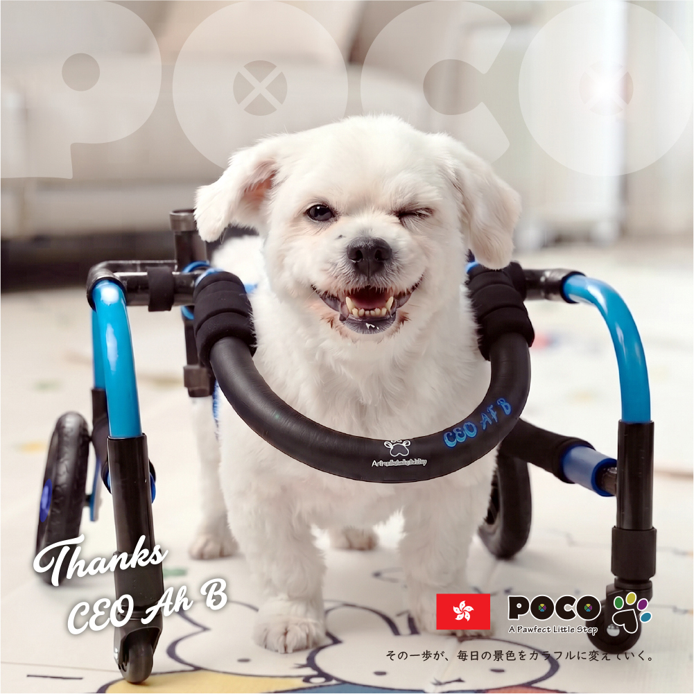 POCO オーダーメイド 愛犬用歩行器 POCO歩行器の新作リリース 「重力なんて、遊び相手だ🐾」 愛犬の新しい