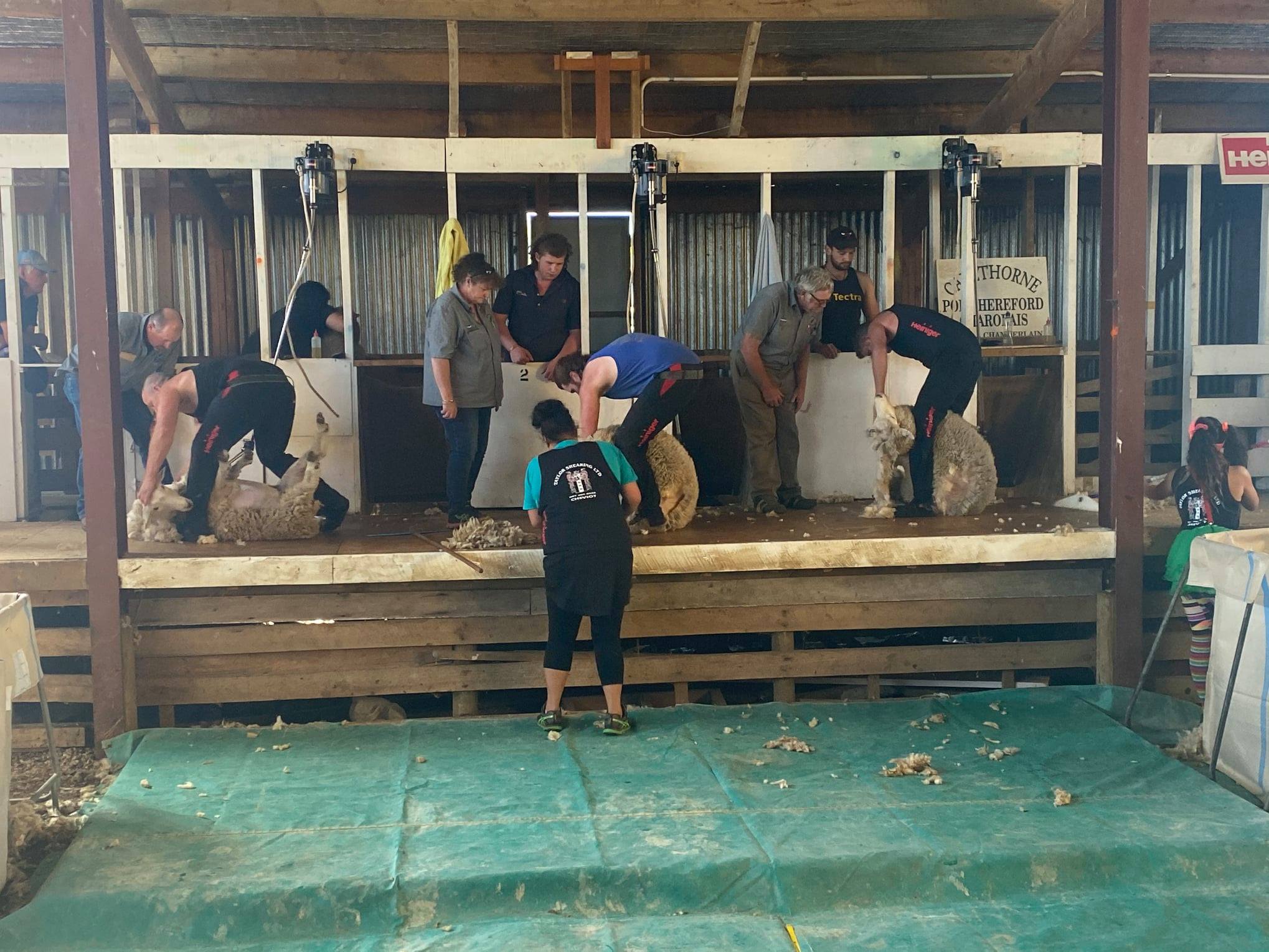 Some great... - Heiniger Shearing - Australia & New Zealand