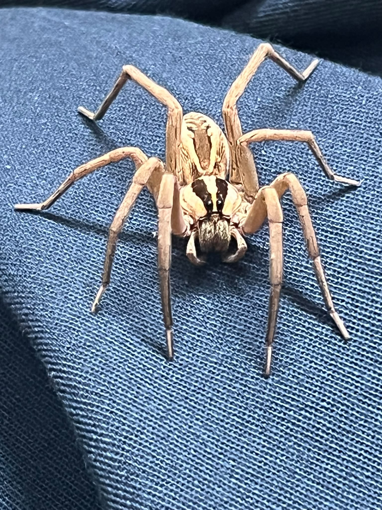 Meet my house wolf recluse Greg 🕷️