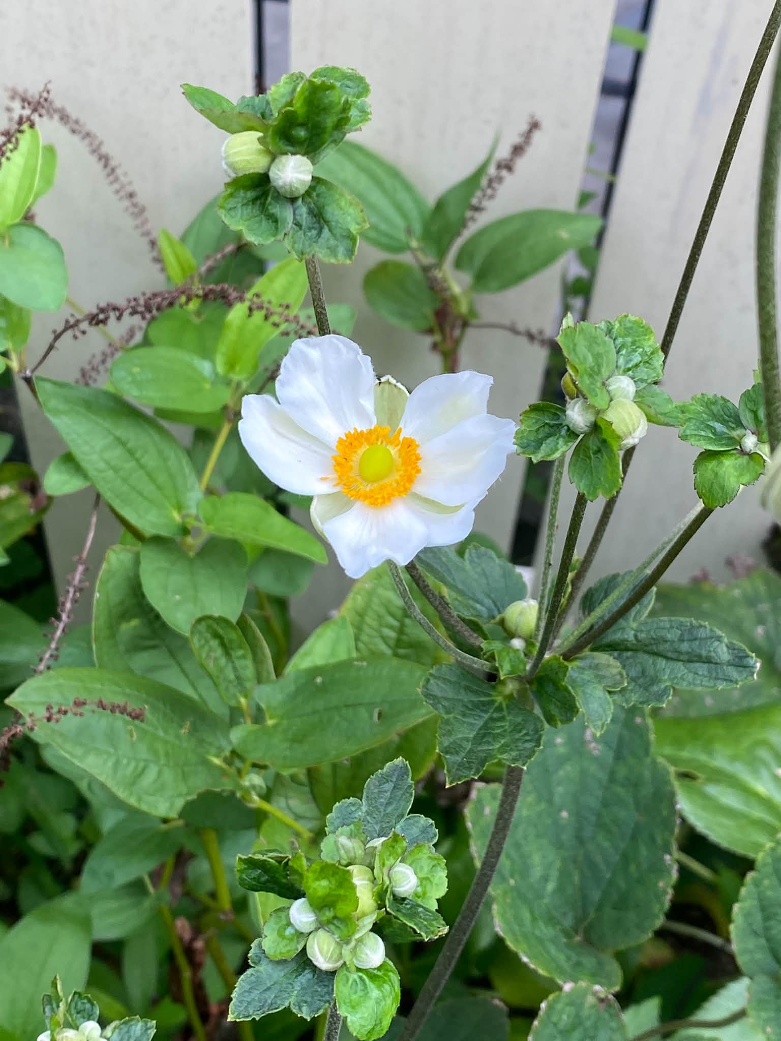今朝の庭