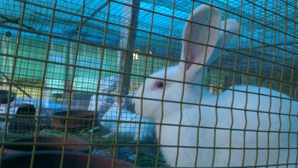 Icon Rabbit Farm | Thiruvananthapuram