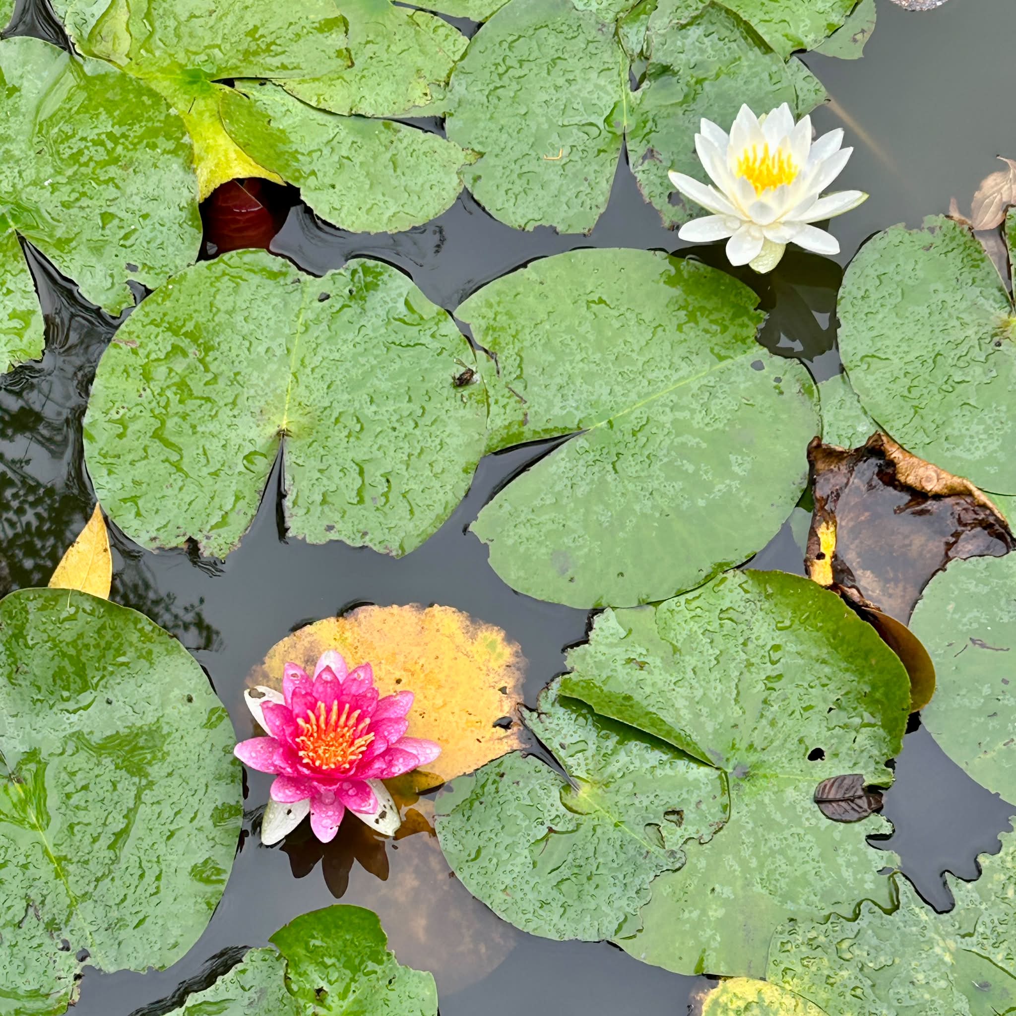 今日見かけたスイレン（睡蓮）の花