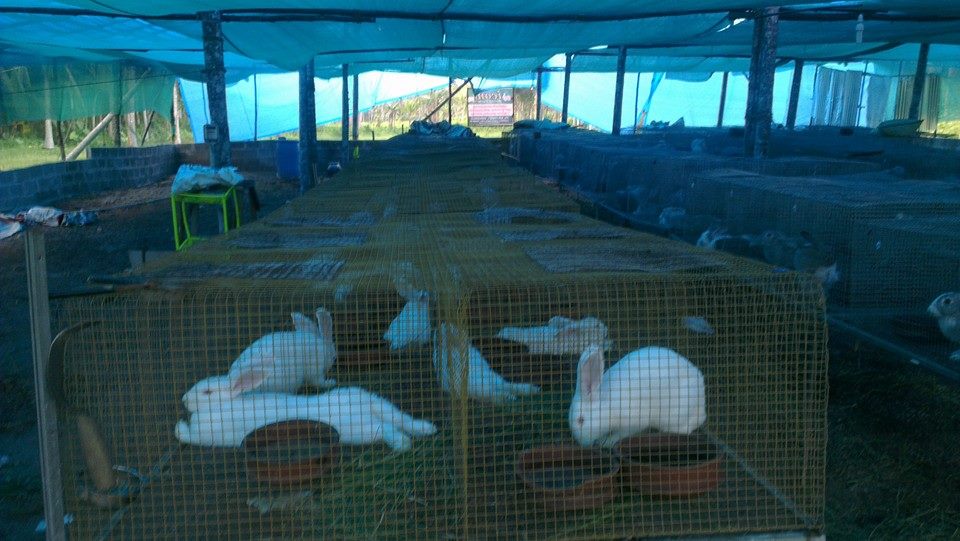 Icon Rabbit Farm | Thiruvananthapuram