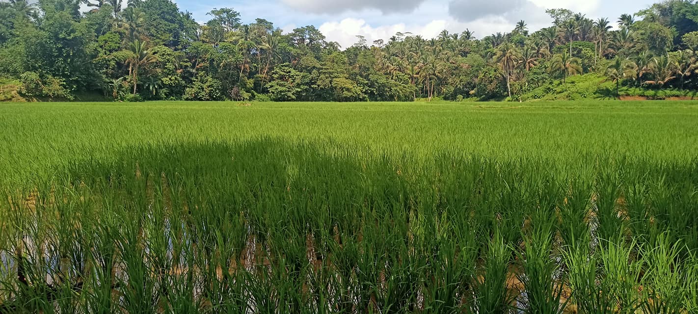 DA APCO Quezon - Kinakailangan na masiguro Ang kalidad Ng...