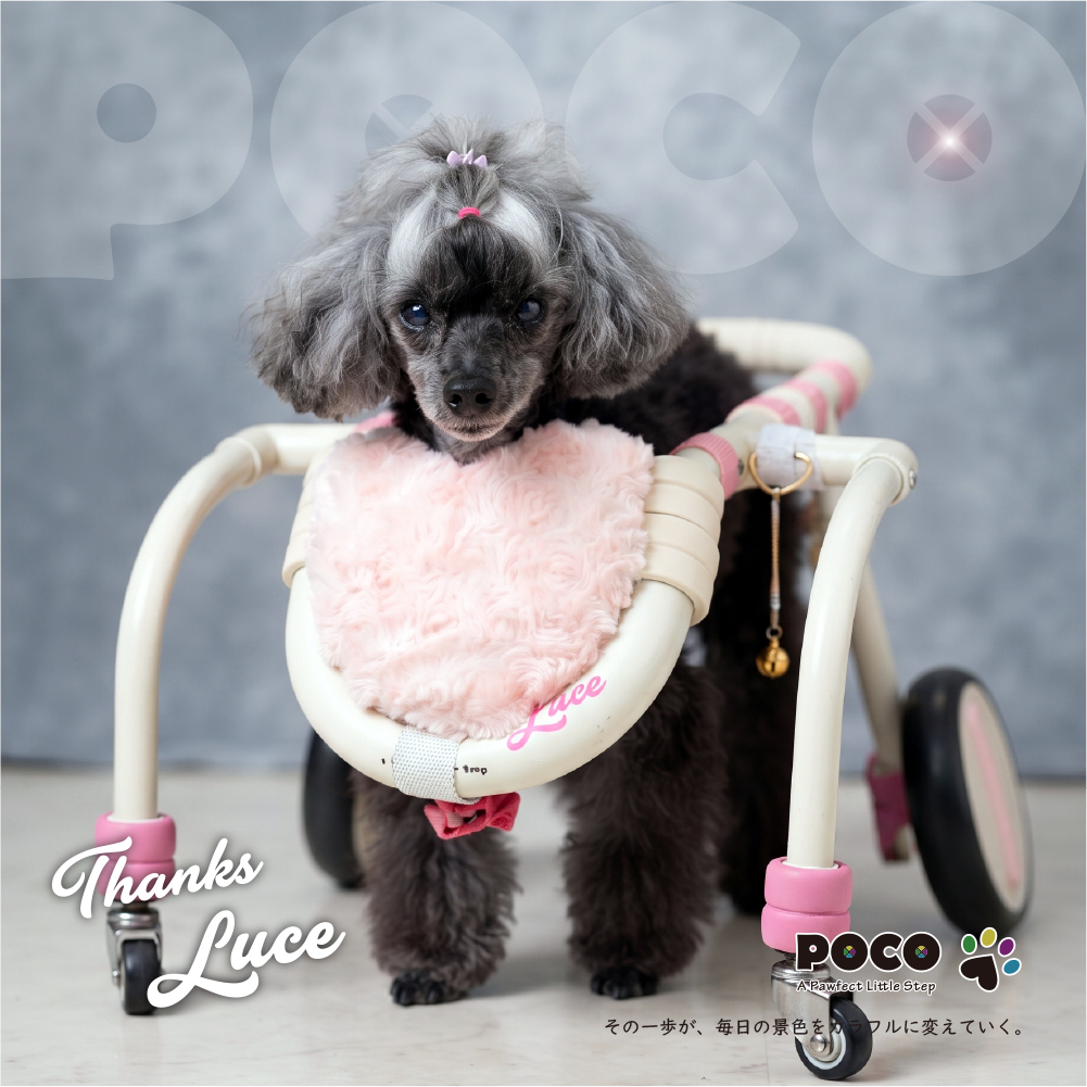 POCO オーダーメイド 愛犬用歩行器 POCO歩行器の新作リリース 「重力なんて、遊び相手だ🐾」 愛犬の新しい