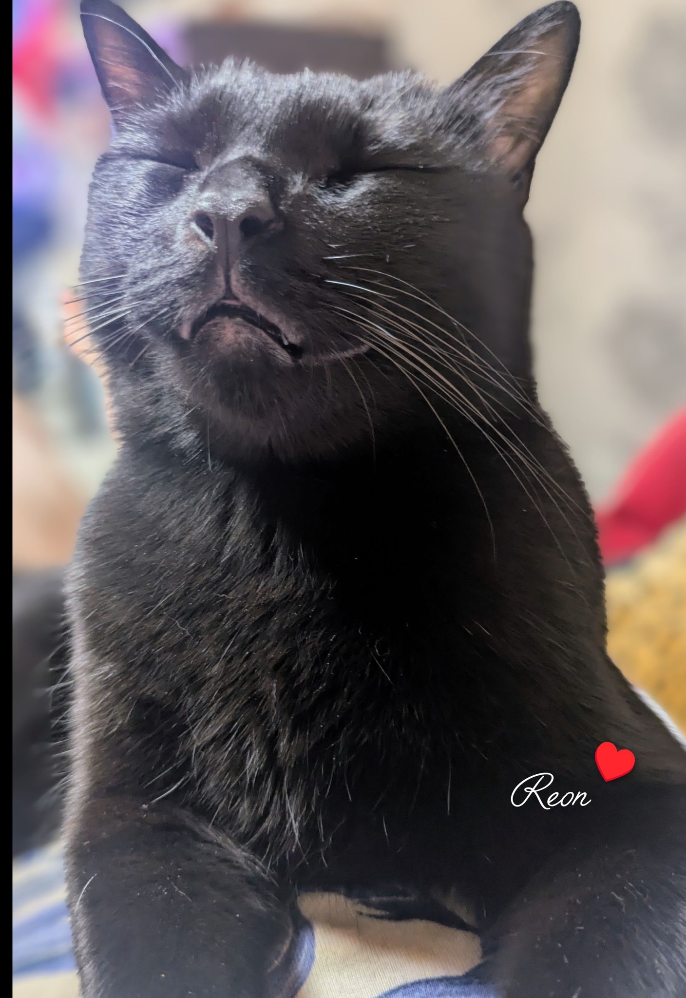 インテリア小物 瞑想ねこ 黒猫(〃ω〃) くーちゃん