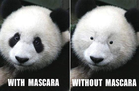 Secret Life of Pandas | Lincoln Park MI