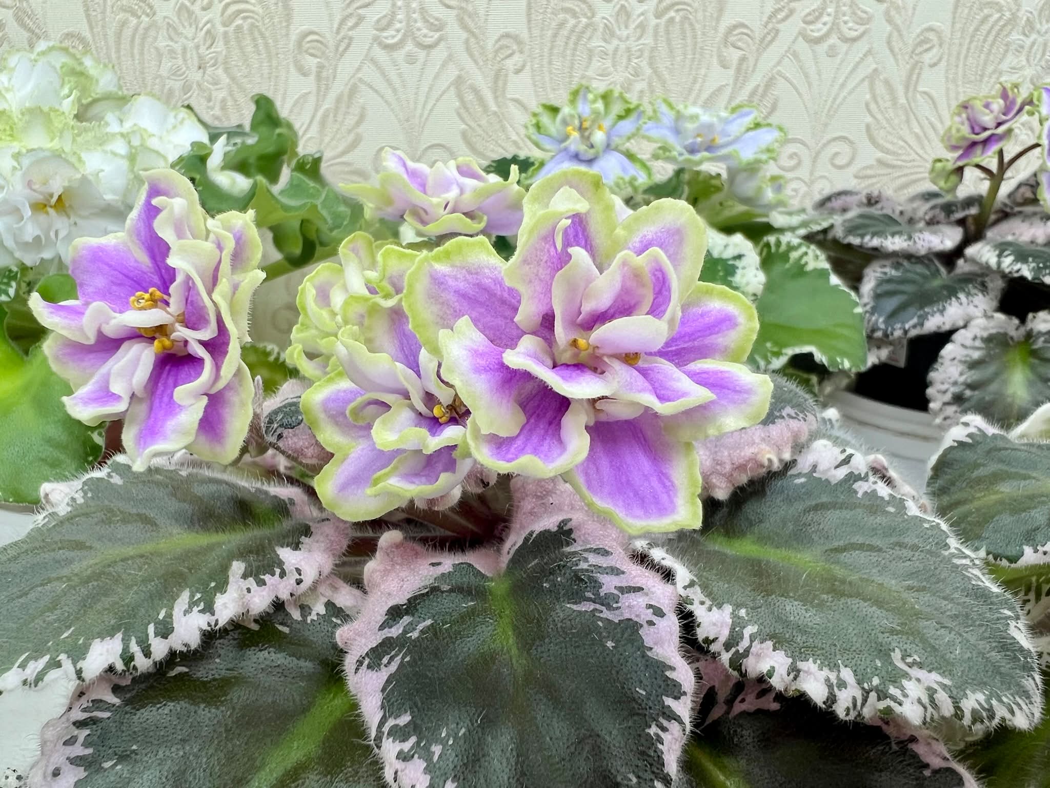 Доброго дня! Доступні до продажу напівміні сорти свіжозр. листом