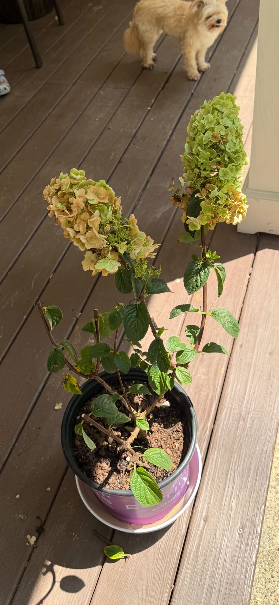 Hello! I got this at Lowe's on clearance for $8 with no tags at