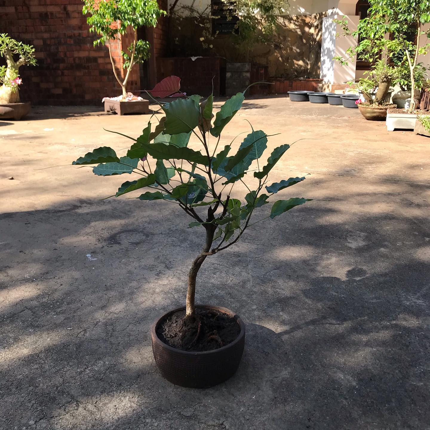 Bodhi - Indian Peepal tree... - Prachi's Bonsai & Paintings | Facebook