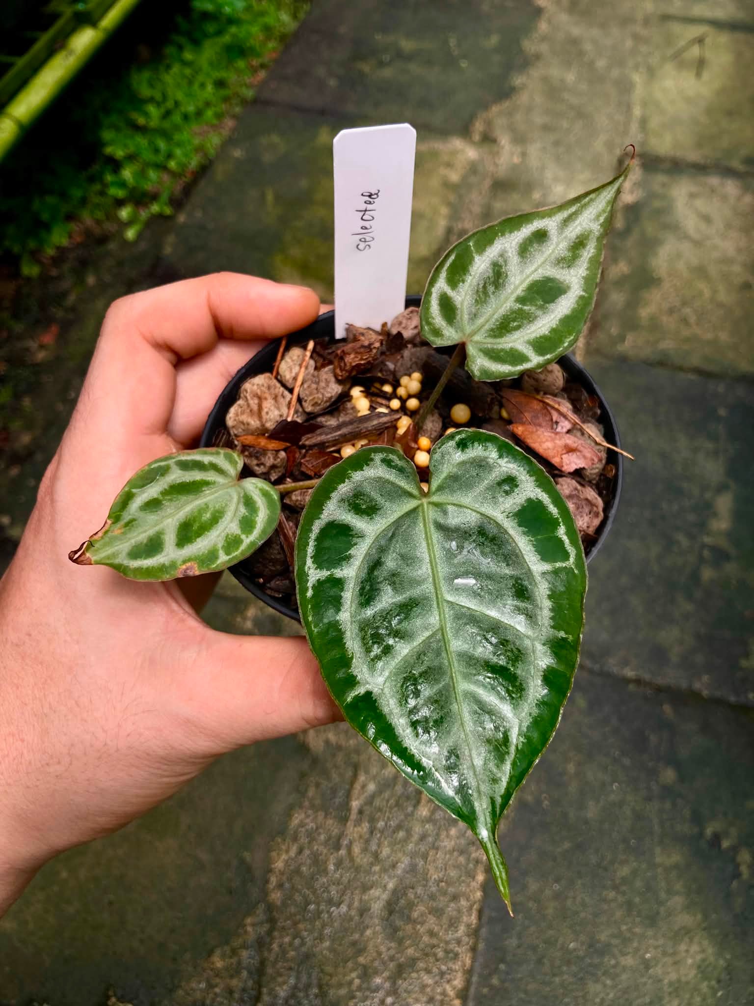その他観葉植物 Crystallinum Select Large 53 X Angela 35 Anthurium