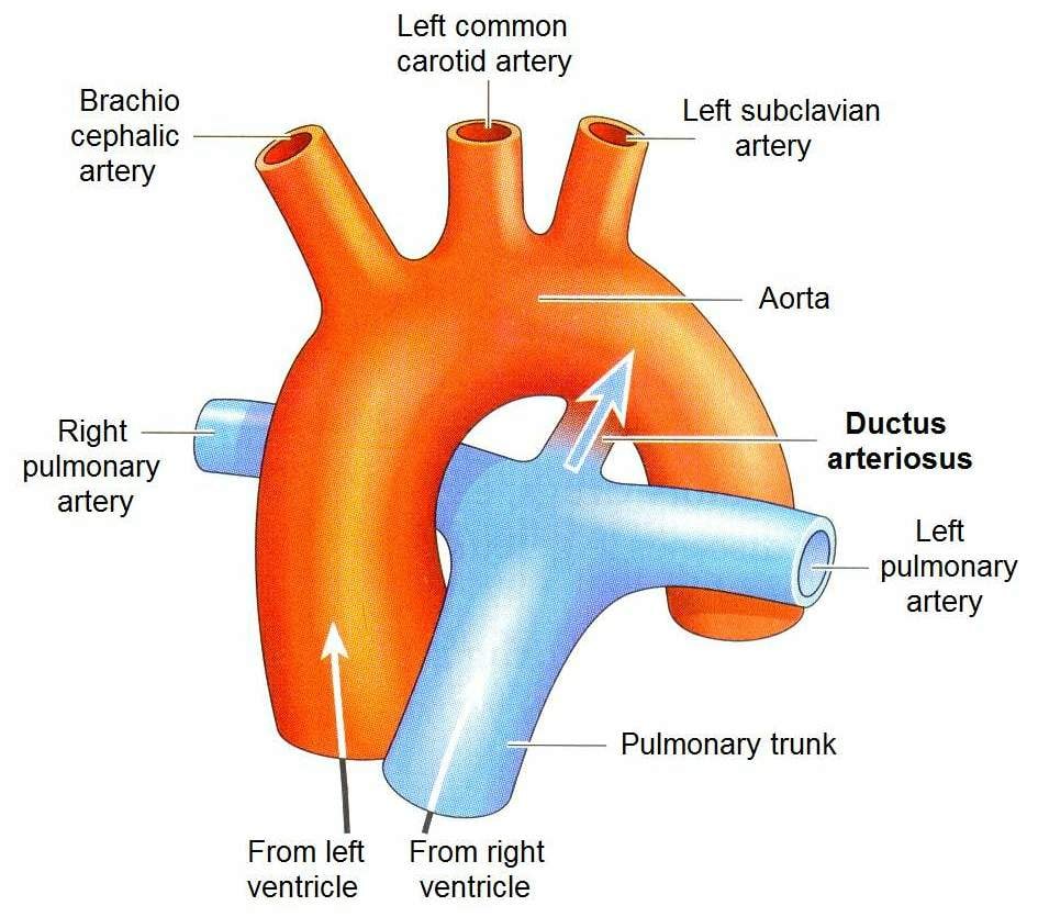 Biology | **Ductus Arteriosus is a Fetal Blood Vessel to Bypass the ...