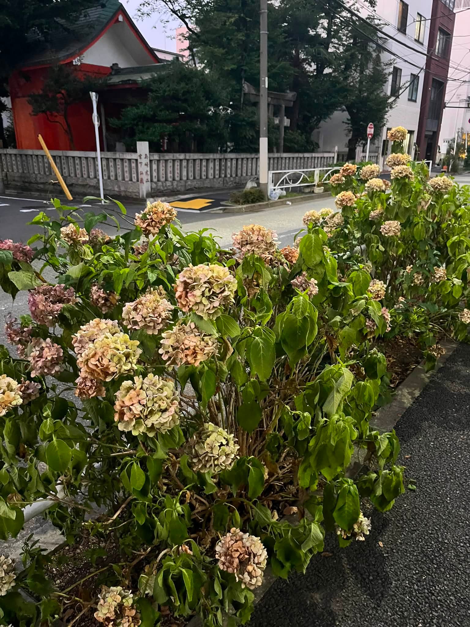 繡球 日本季末的繡球花