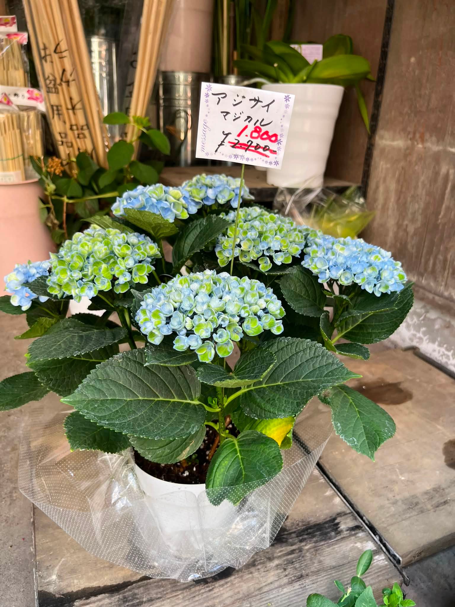 日本季末的繡球花