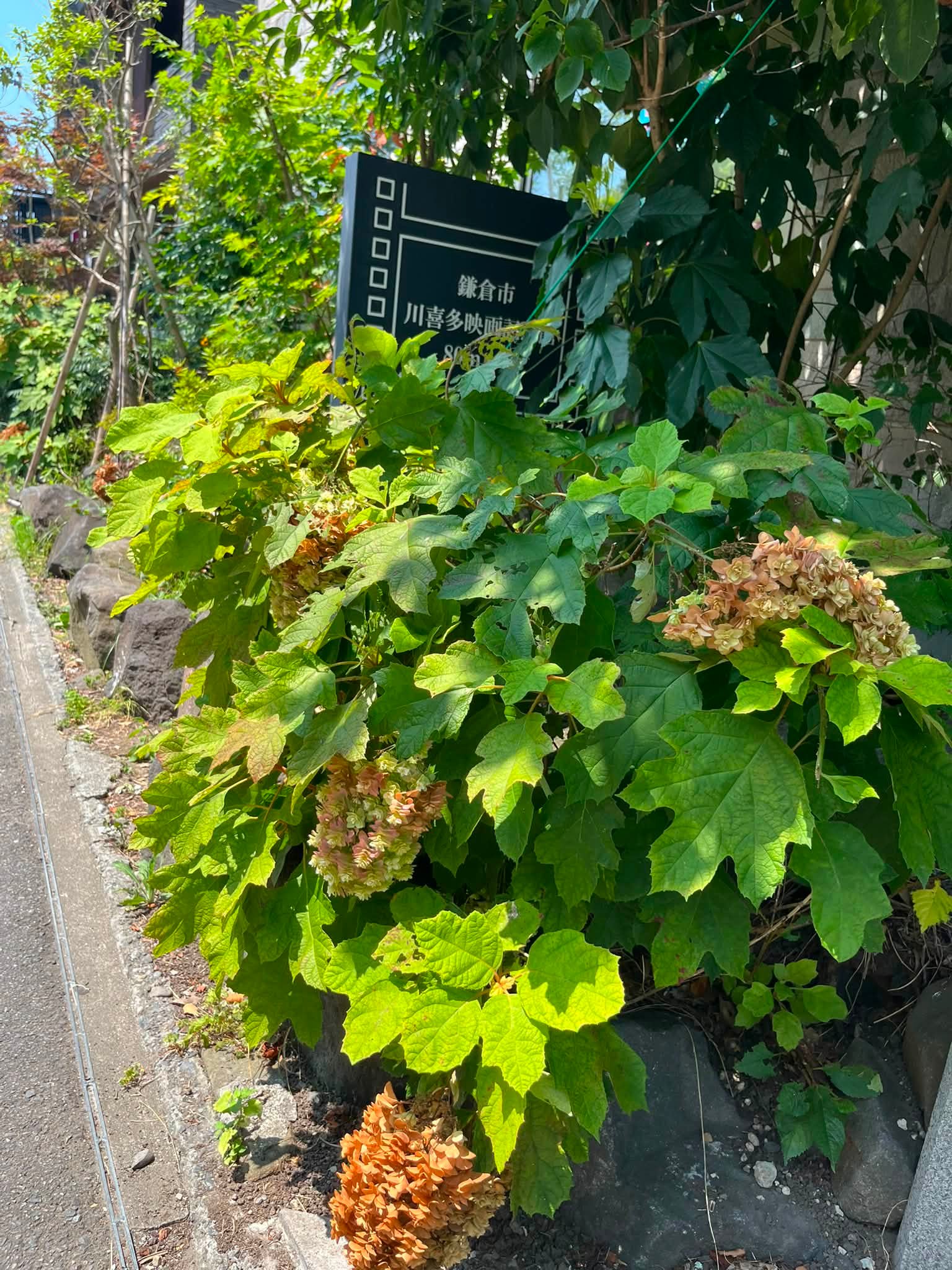 日本季末的繡球花