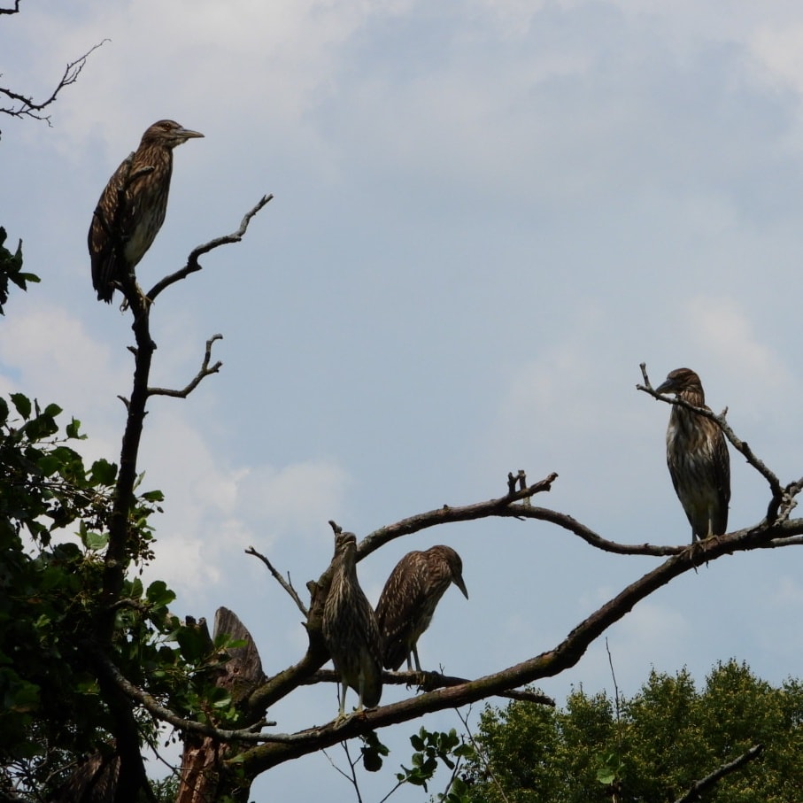 Some... - The Chicago Black-crowned Night-Heron Project