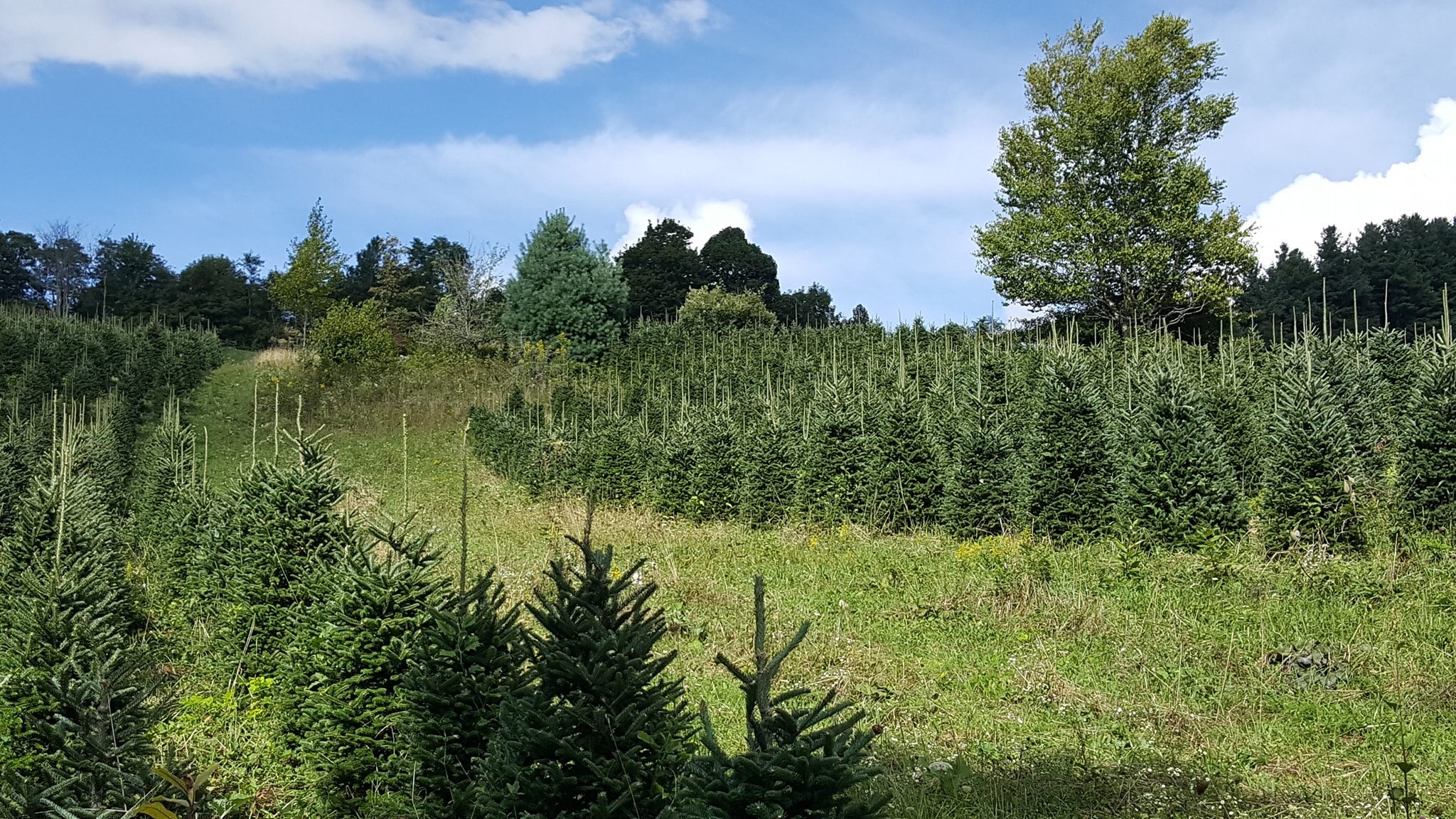 Elk Mountain Christmas Tree Farm | Newland NC