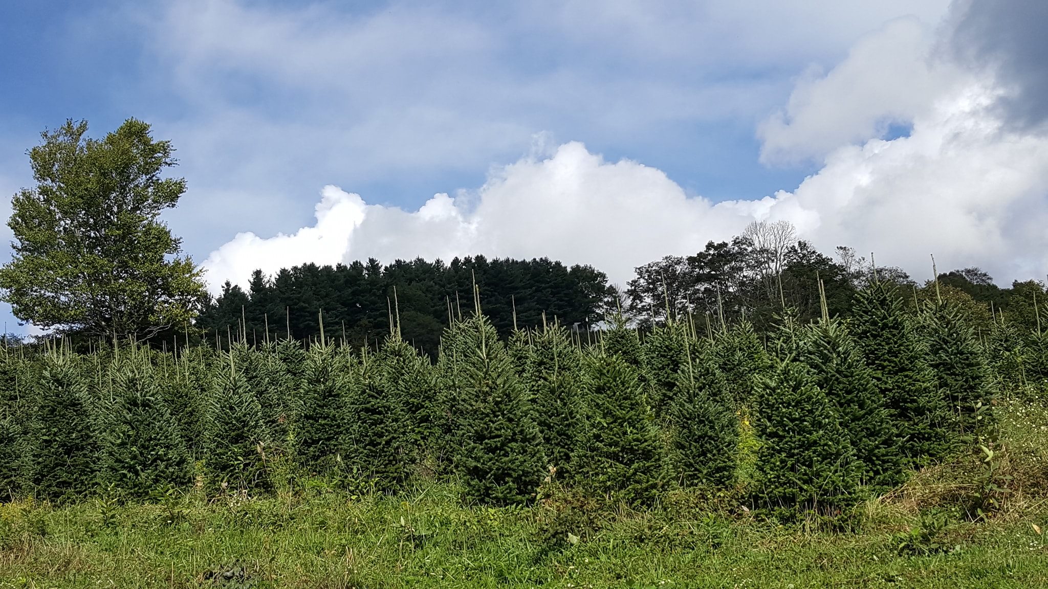 Elk Mountain Christmas Tree Farm | Newland NC