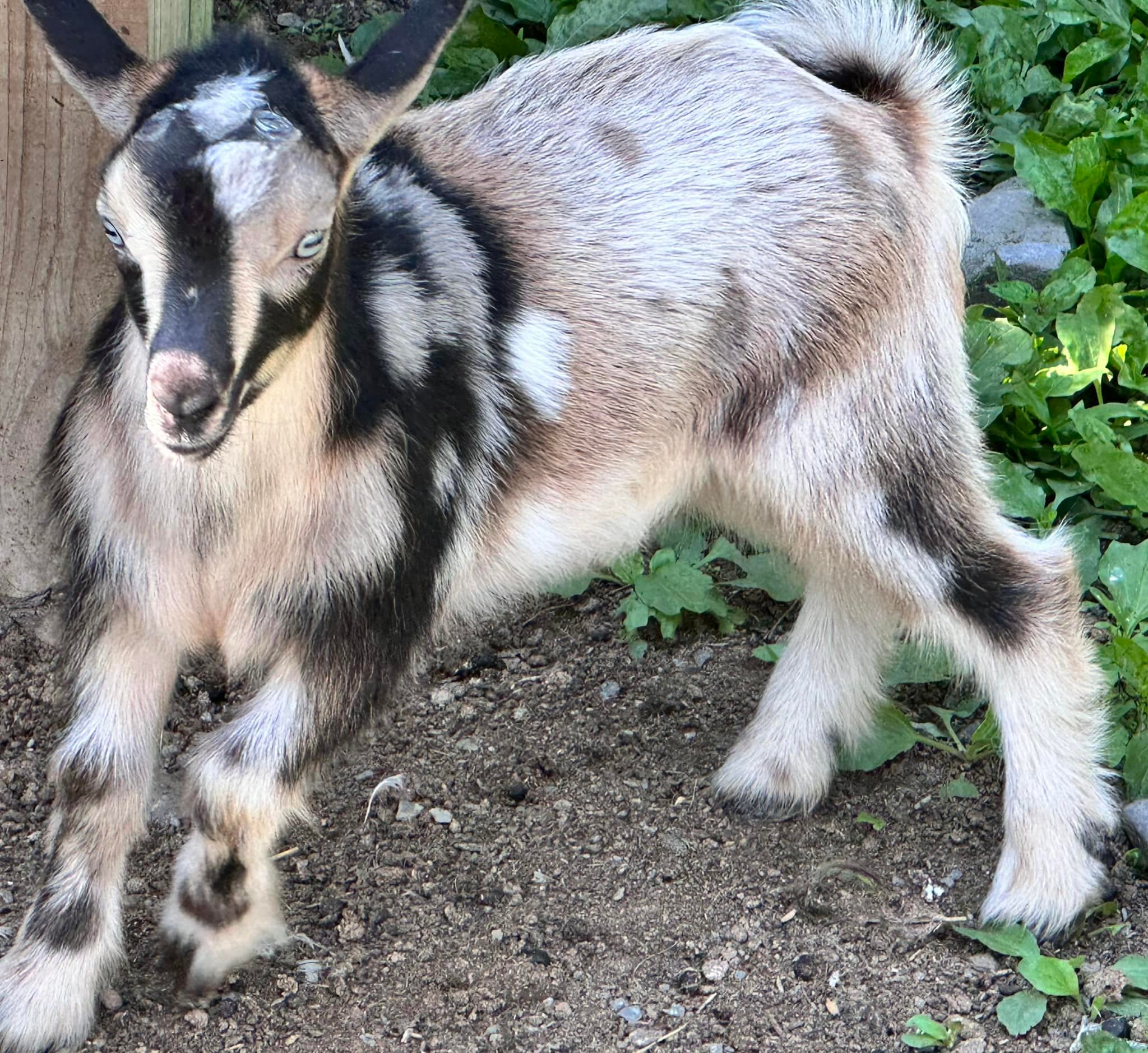 Hawk Ridge Farm