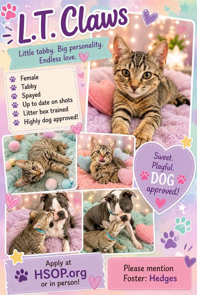 Adopt L.T. Claws, a playful and affectionate female tabby cat