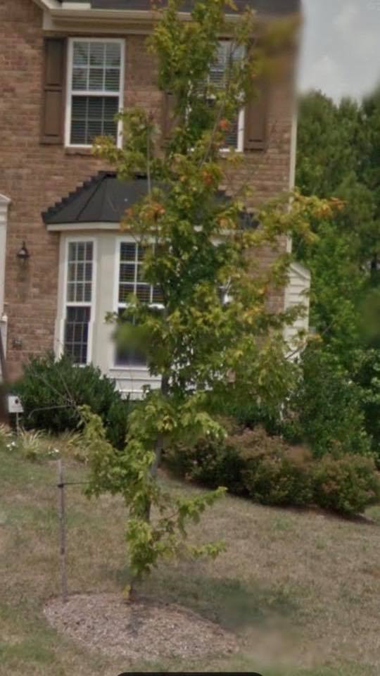 Spring landscape tree service