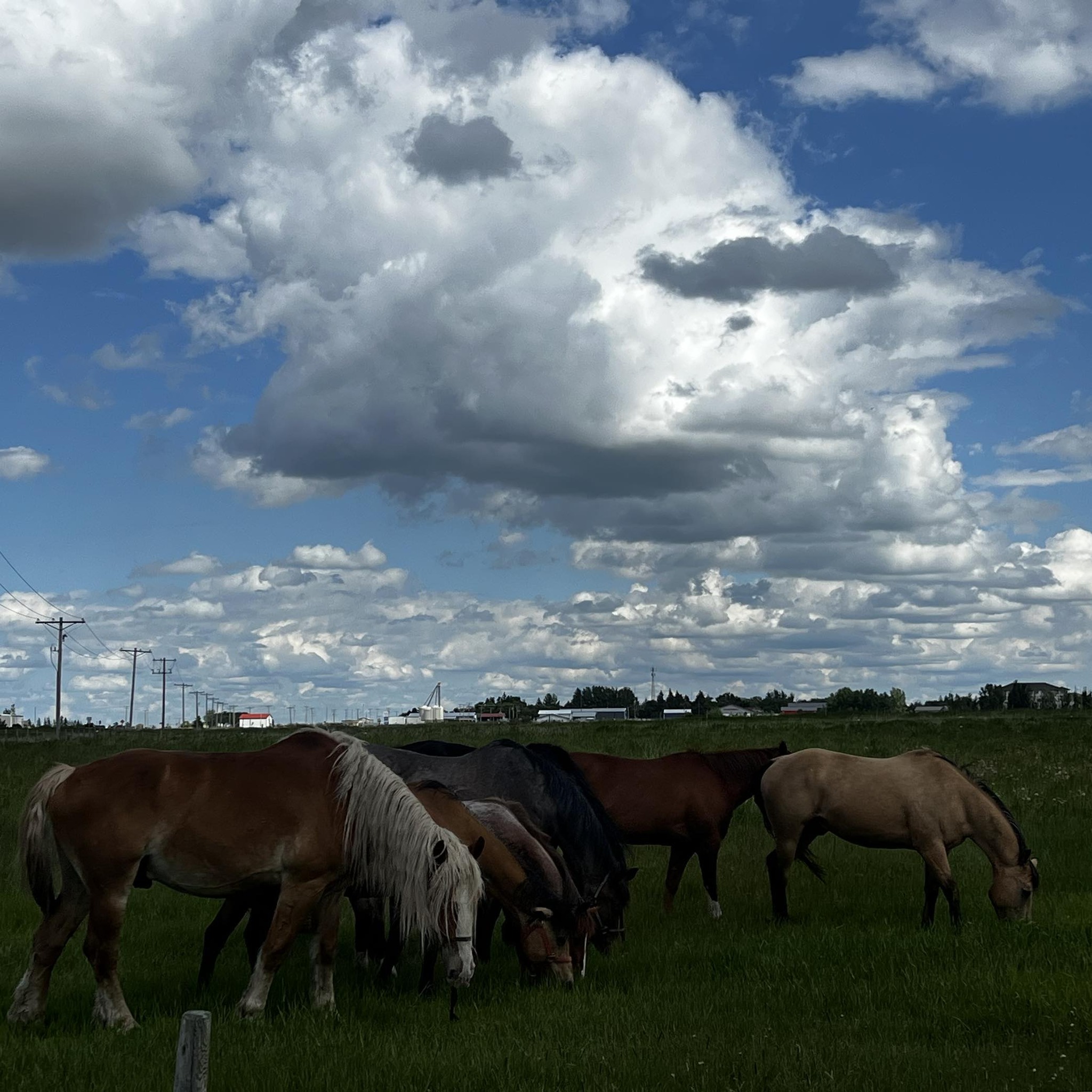 Very smart very sweet unregistered Belgian gelding. | Facebook