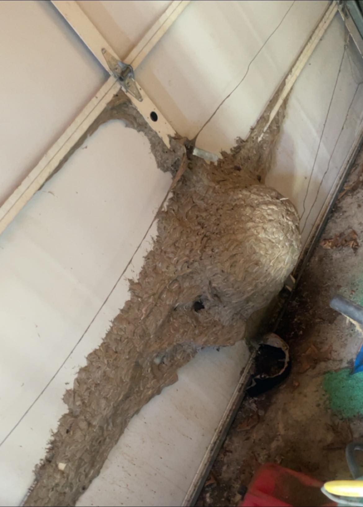 Largest nest found in garage